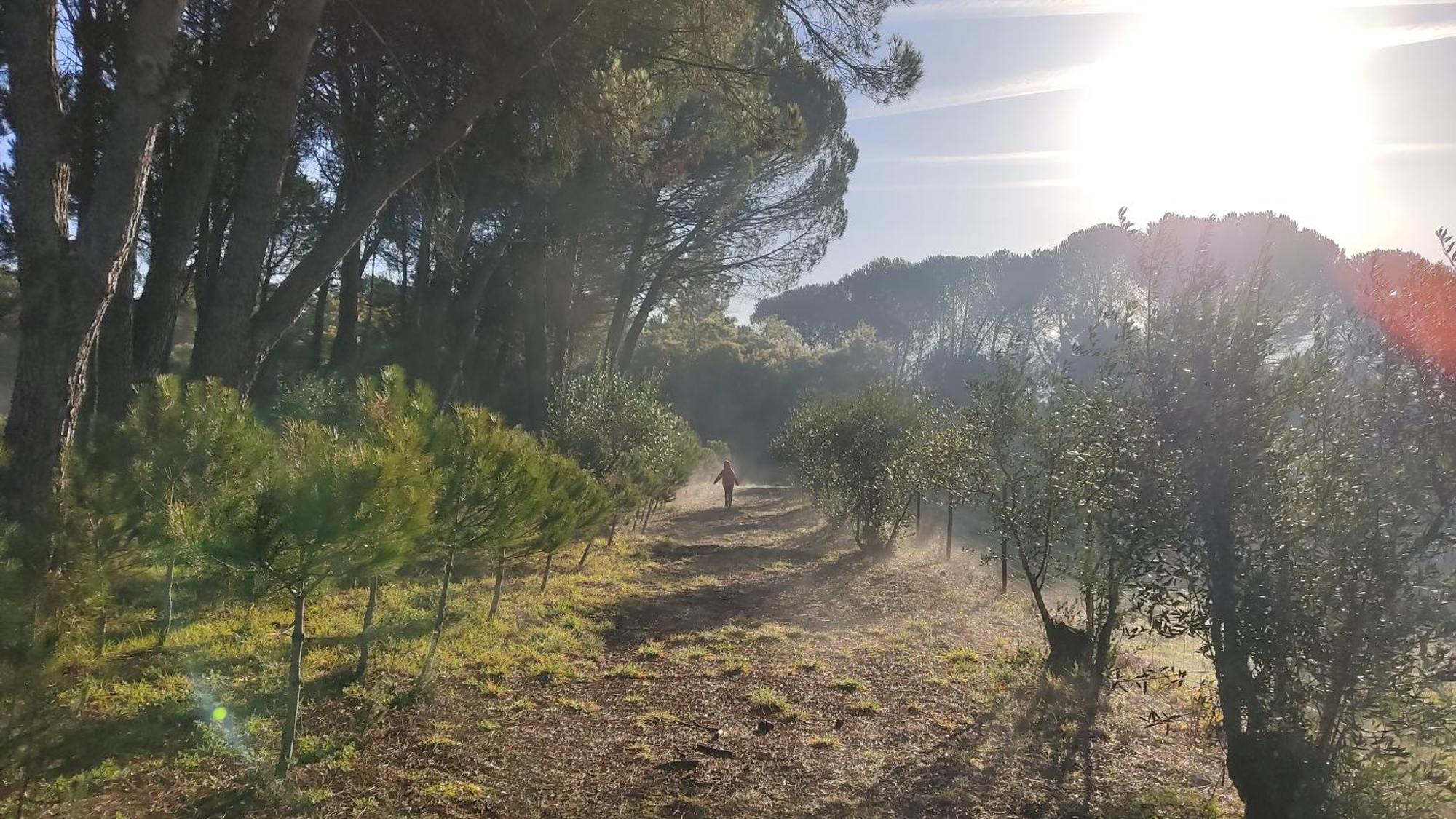 Гостевой дом Quinta Da Pedra Mija Сантар Экстерьер фото