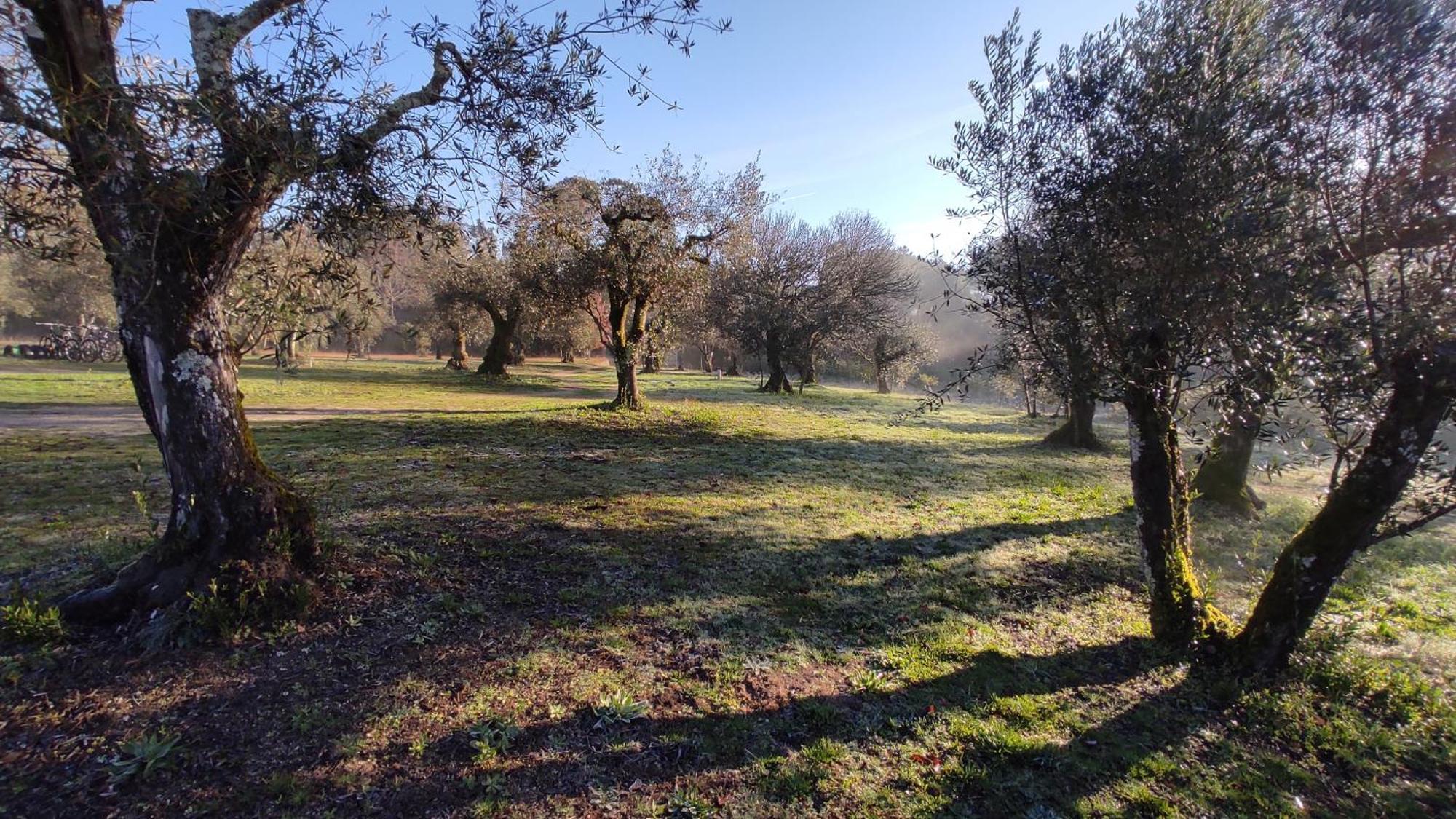 Гостевой дом Quinta Da Pedra Mija Сантар Экстерьер фото